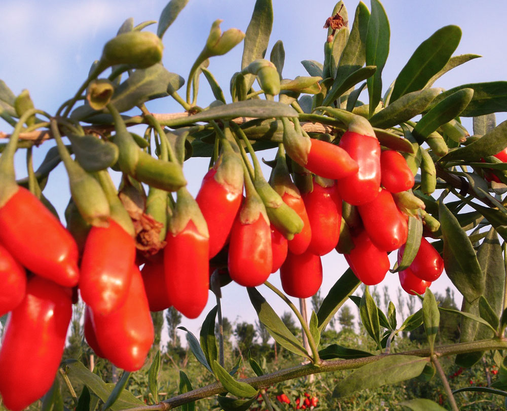 Ягода годжи (Lucium barbarium), art god1 фото