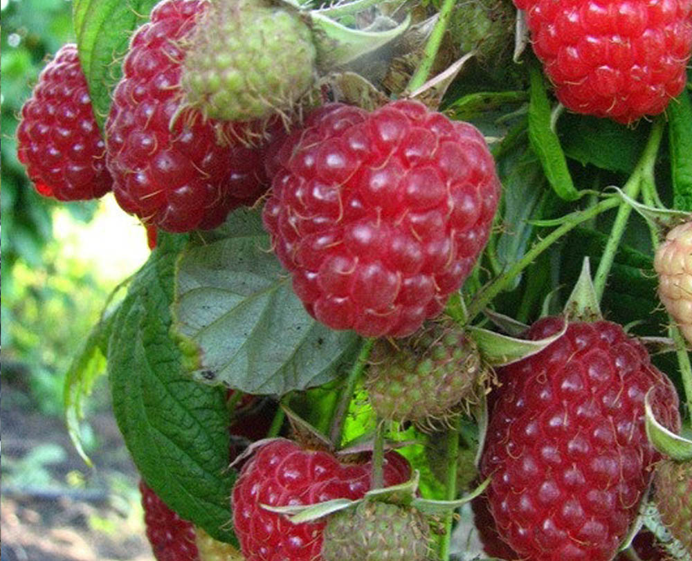 Малина недосягаемая (рем., шип,0,5 литра), art mal13 фото