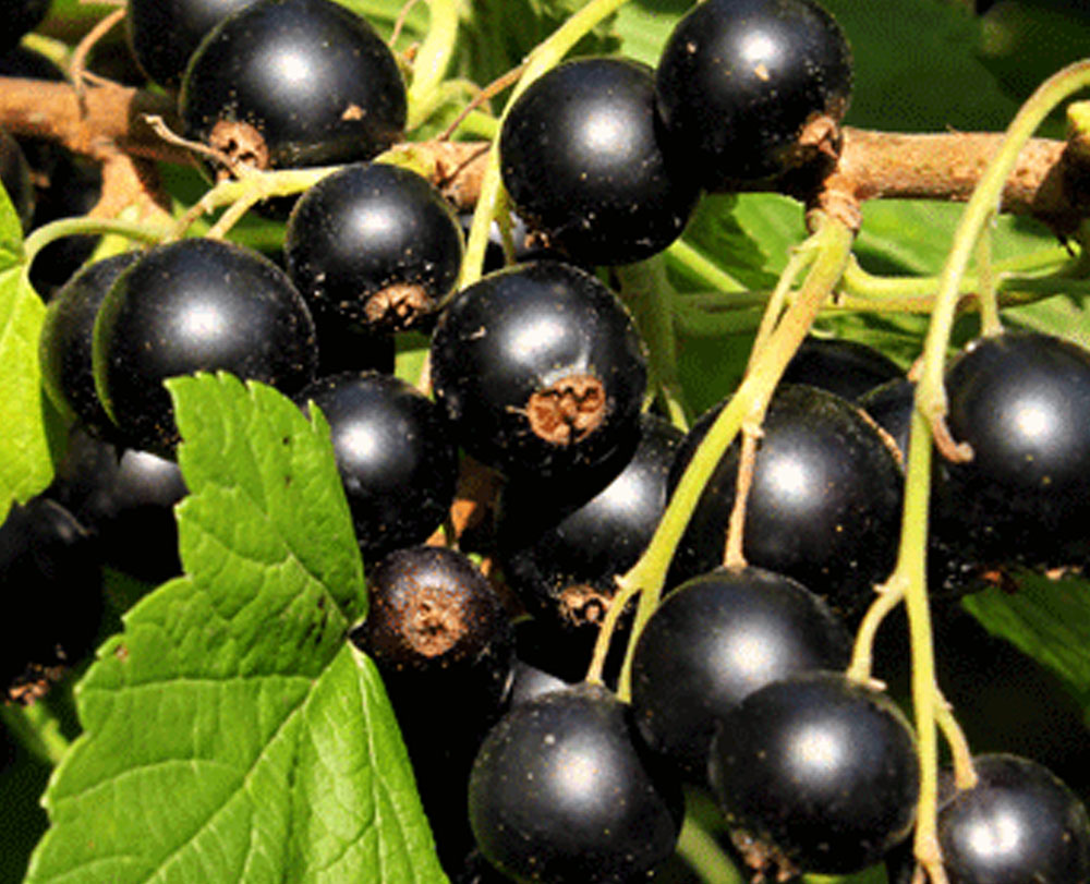 Черная смородина Гамма (среднепозд, 1-летка), art smb19 фото